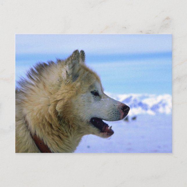 Canadian Eskimo sled dog Postcard (Front)