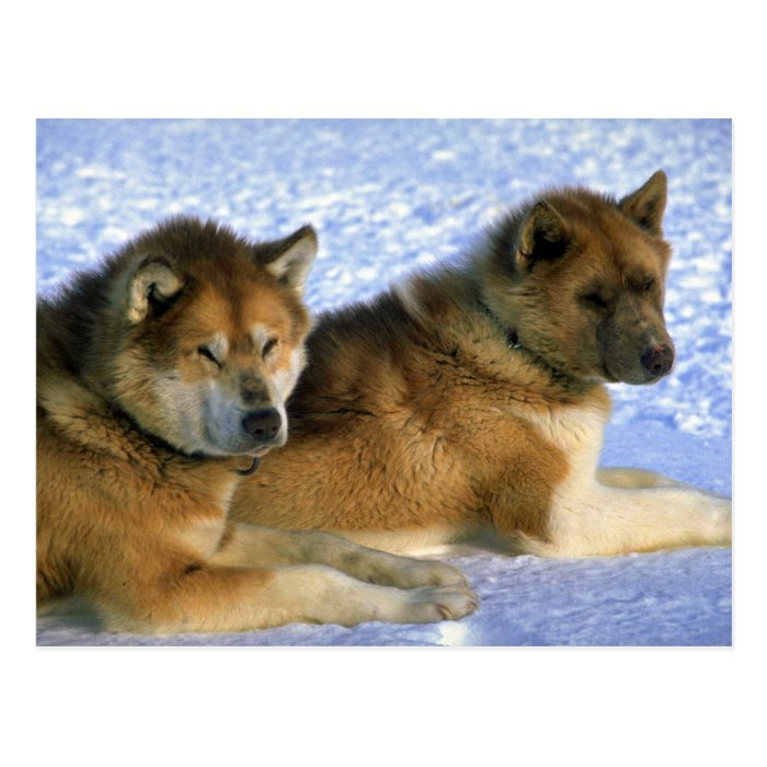 Canadian Eskimo sled dogs Postcard