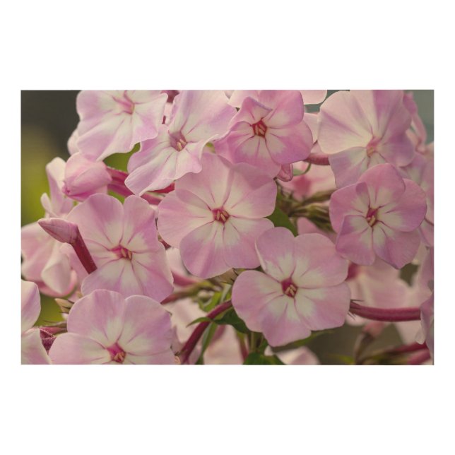 Canadian Floral Art, Botanical Print "Pink Phlox" (Front)