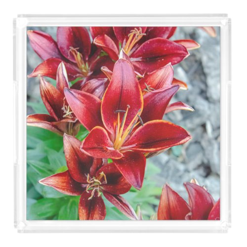 Canadian Flower Red Stargazer Lily Acrylic Tray