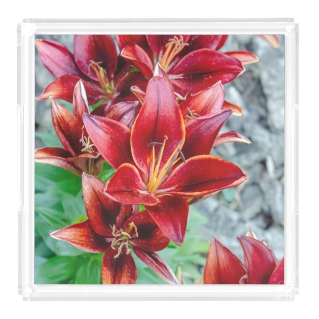 Canadian Flower, Red Stargazer Lily Acrylic Tray (Front)
