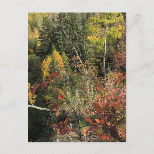 Canadian Forest Autumn Scene Postcard