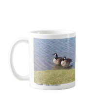 Canadian Geese along the Ottawa River