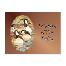Canadian Geese blank Postcard- customize