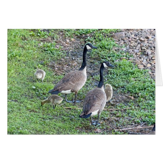 Canadian Geese Family (Front Horizontal)
