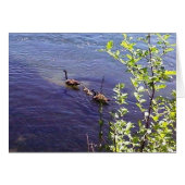 Canadian Geese Family (Front Horizontal)