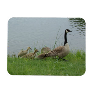 Canadian Geese Family Flexible Magnet