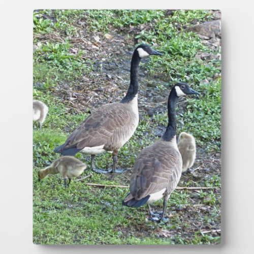 Canadian Geese Family Plaque