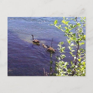 Canadian Geese Family Postcard