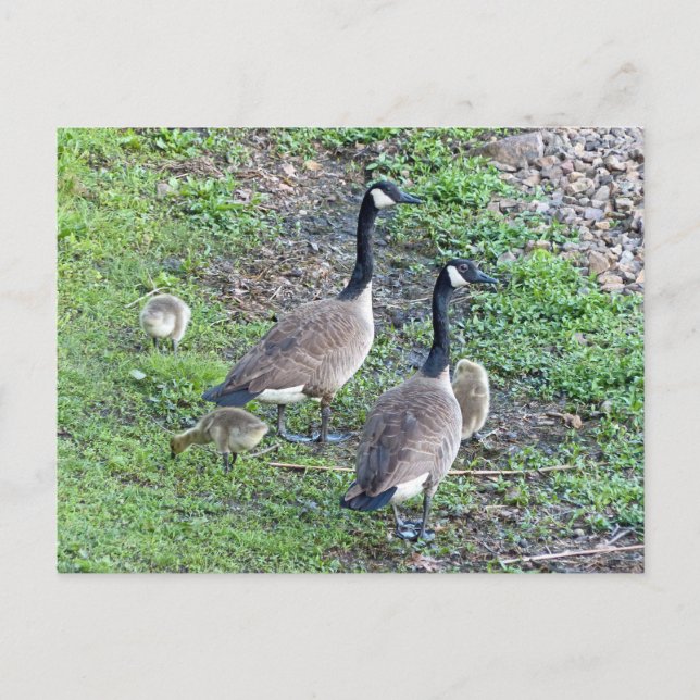 Canadian Geese Family Postcard (Front)