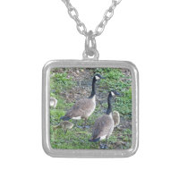 Canadian Geese Family