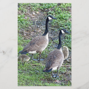 Canadian Geese Family Stationery