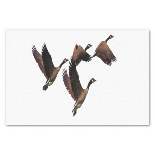 Canadian geese flying in a flock kids design tissue paper