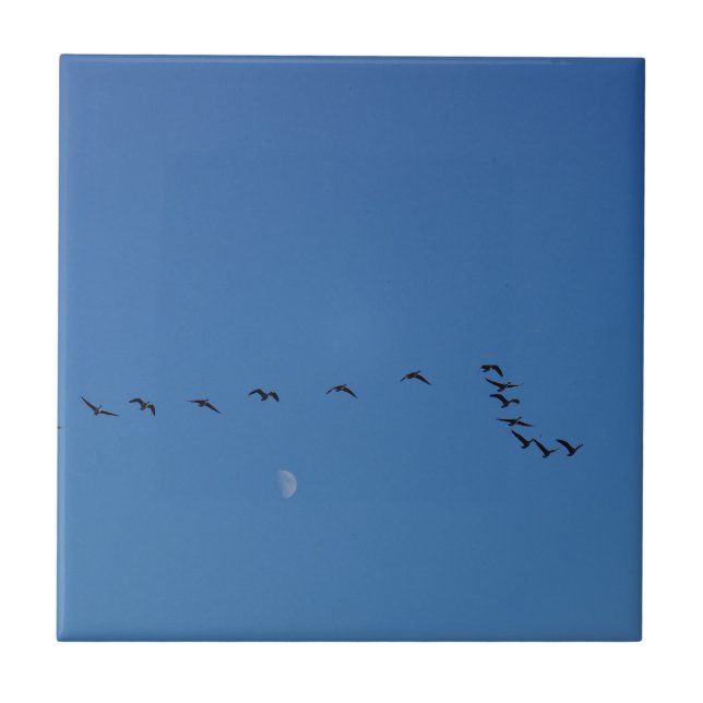 Canadian geese in flight        ceramic tile (Front)