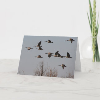 Canadian Geese in Flight II Card