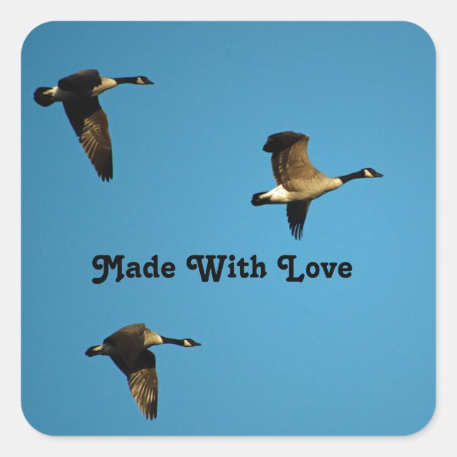 Canadian geese in flight  square sticker (Front)