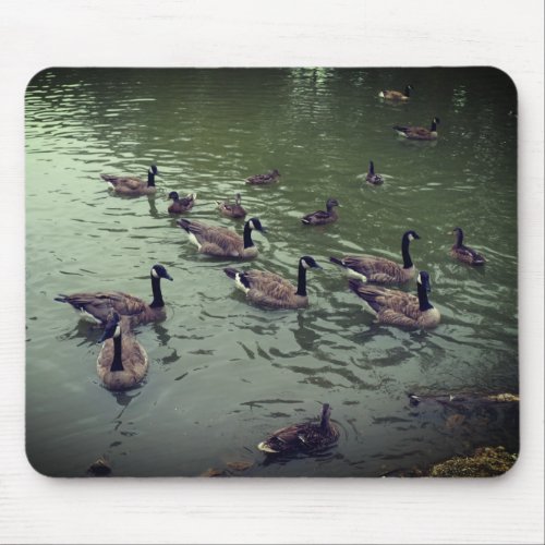 Canadian Geese  Mallard Ducks Mouse Pad