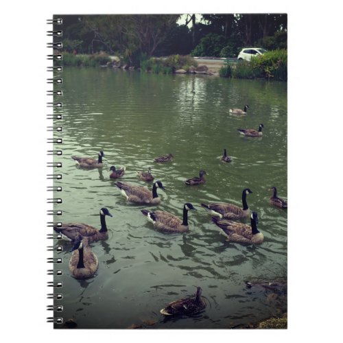 Canadian Geese  Mallard Ducks Notebook