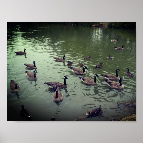 Canadian Geese  Mallard Ducks Poster