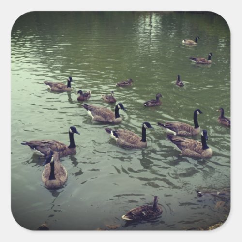 Canadian Geese  Mallard Ducks Stickers