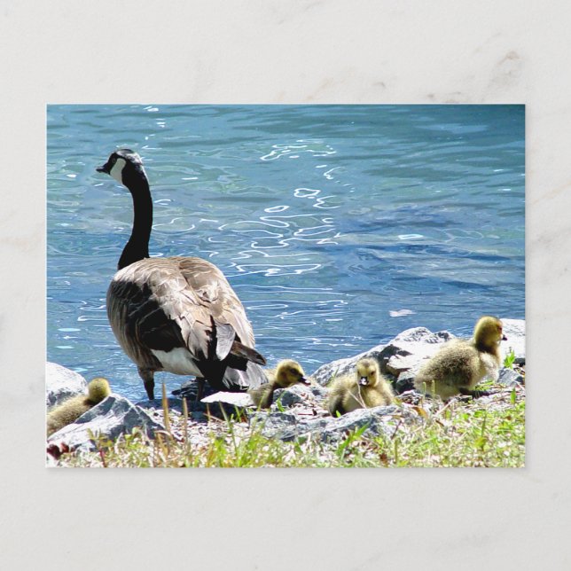 Canadian Geese (Mom and Babes) Postcard (Front)