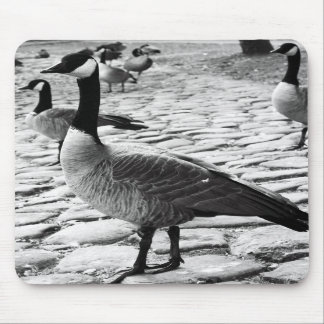 Canadian Geese Near The Lake Mousepad