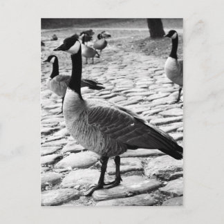Canadian Geese Near The Lake Postcard