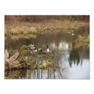 Canadian Geese Photo Print