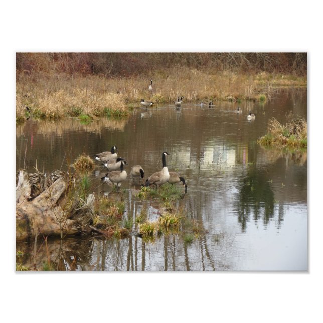 Canadian Geese Photo Print (Front)