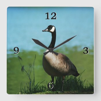 Canadian Geese Photo Square Wall Clock by Vanillaextinctions at Zazzle