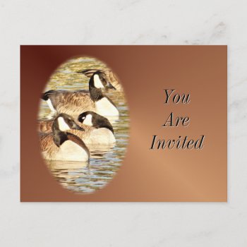 Canadian Geese Postcard-invitation-customize Invitation Postcard by MakaraPhotos at Zazzle