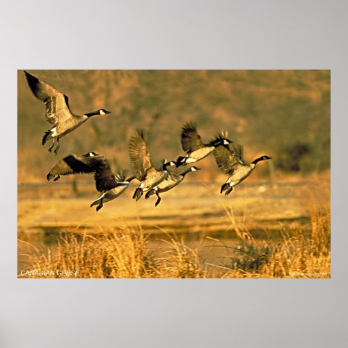 Canadian Geese Poster