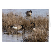 Canadian Geese Snack Time (Front Horizontal)