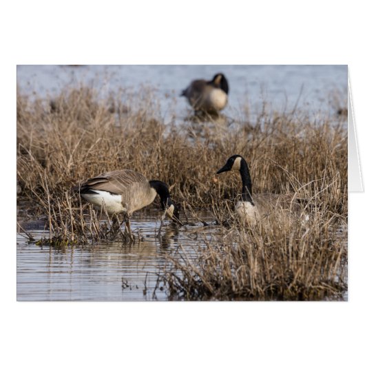 Canadian Geese Snack Time Cards (Front Horizontal)