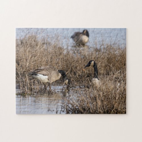 Canadian Geese Snack Time Jigsaw Puzzle