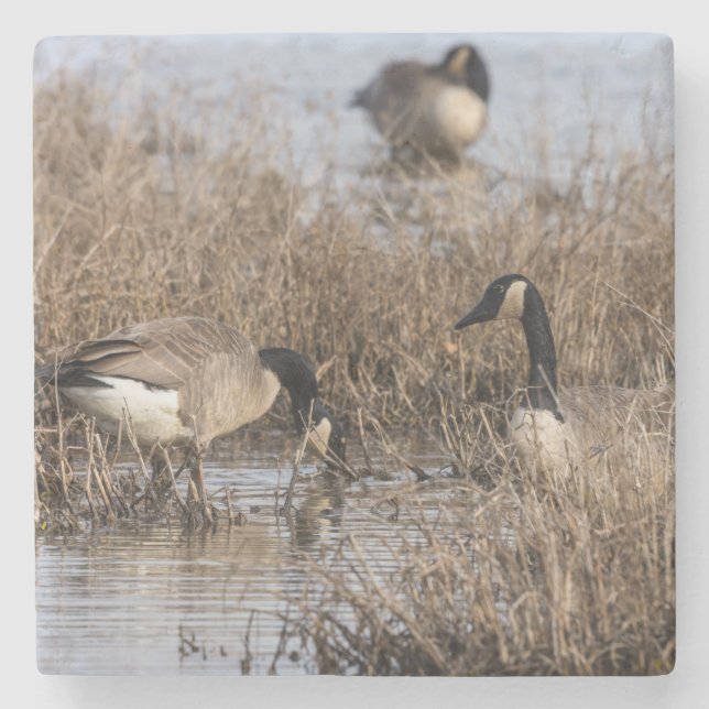 Canadian Geese Snack Time Stone Coaster (Front)