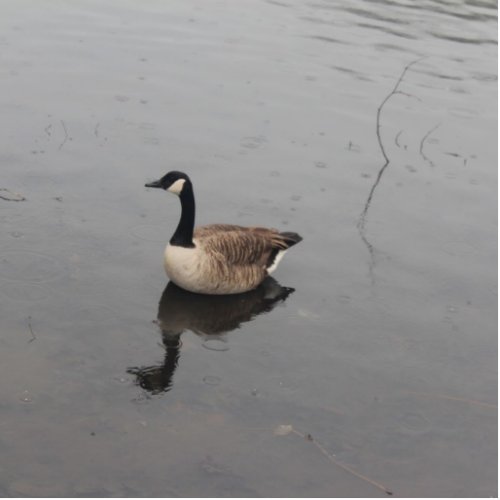 Canadian geese statuette