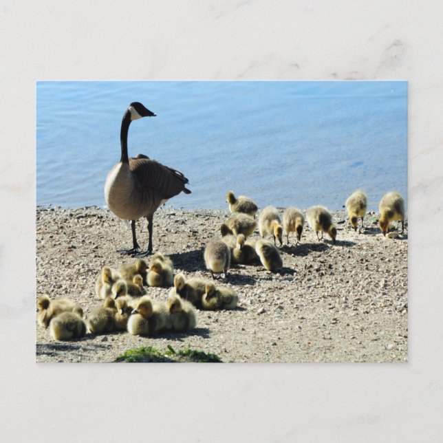 Canadian Geese With Mother Postcard (Front)