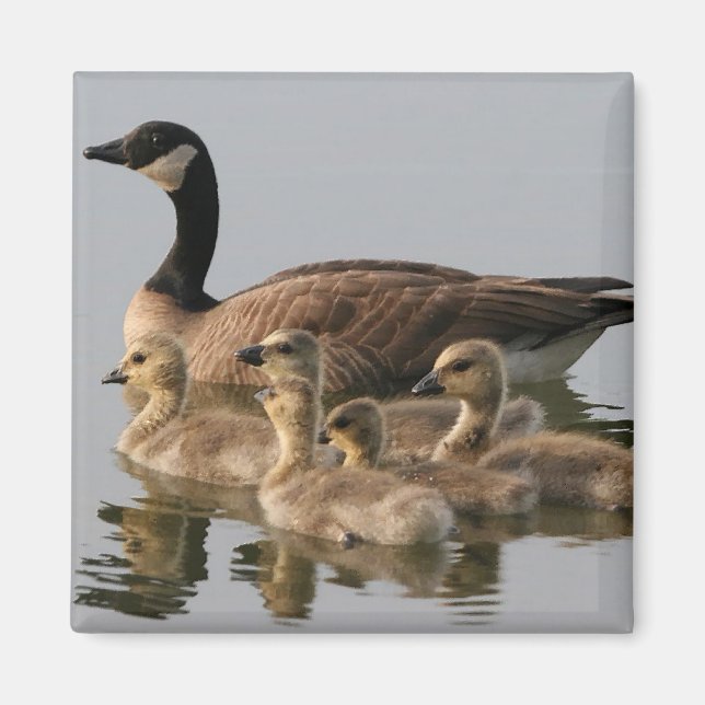 Canadian Goose and goslings Geese Magnet (Front)
