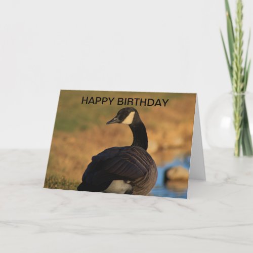 Canadian Goose Birthday Card