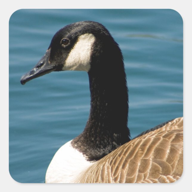 Canadian Goose - Branta canadensis Square Sticker (Front)