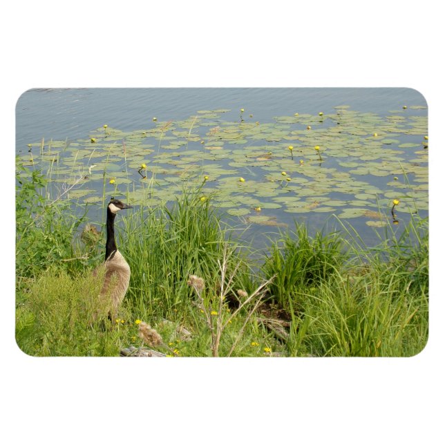 Canadian Goose by Water Lillies Flexible Magnet (Horizontal)