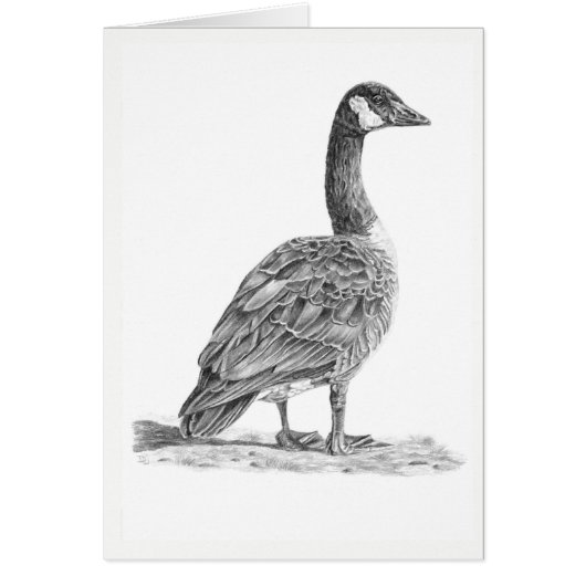 Canadian Goose Cards (Front)