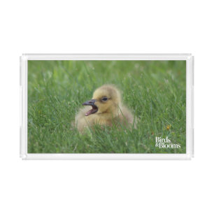 Canadian Goose Chick Acrylic Tray
