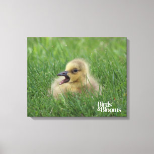 Canadian Goose Chick Canvas Print