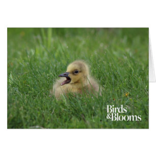 Canadian Goose Chick Cards