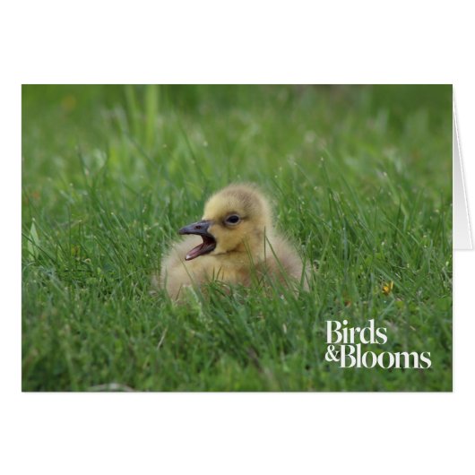 Canadian Goose Chick Cards (Front Horizontal)