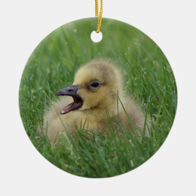 Canadian Goose Chick Ceramic Ornament (Front)