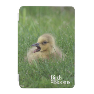 Canadian Goose Chick iPad Mini Cover