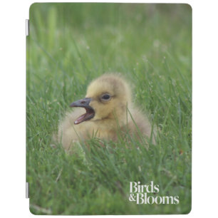 Canadian Goose Chick iPad Smart Cover